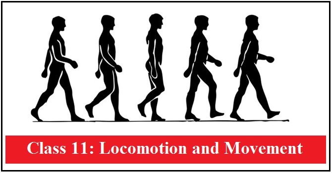 group locomotion hypothesis