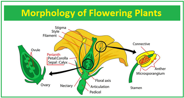 Cbse Class 11 Biology Morphology Of Flowering Plants 5 Parts Of A - Vrogue