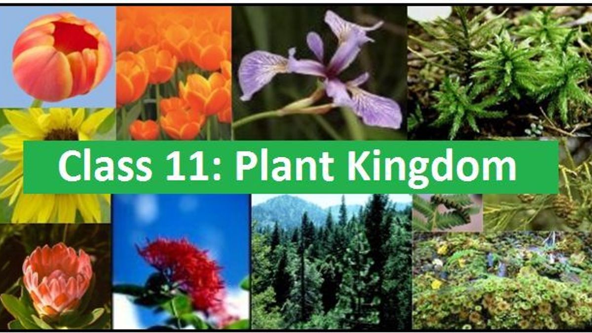 plant kingdom assignment class 11