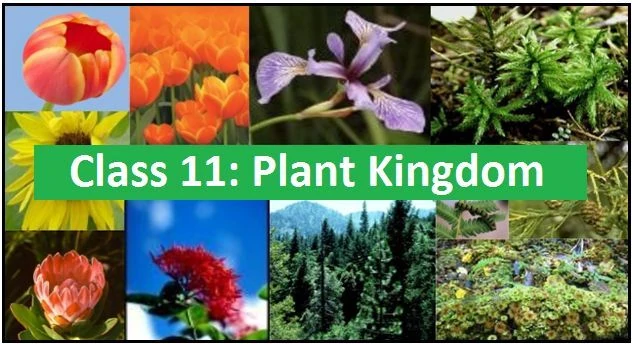 Plant Kingdom: NCERT Solutions