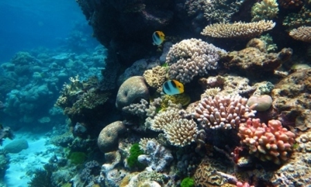 Scientists develop sun shield to protect Great Barrier Reef