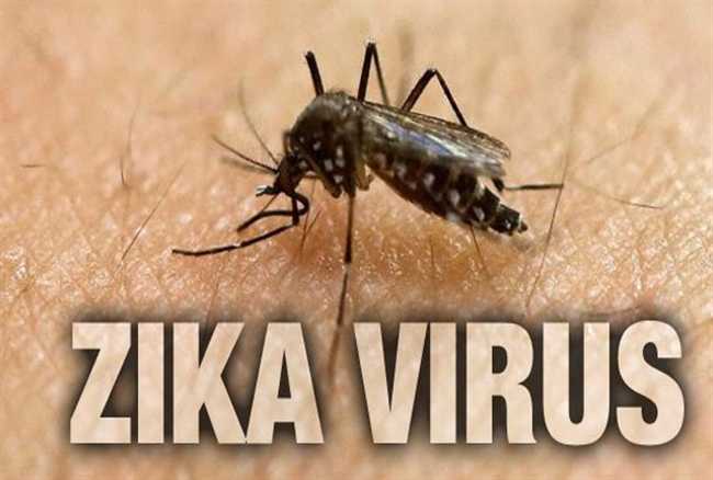 Indian mosquitoes can transmit Zika virus infection