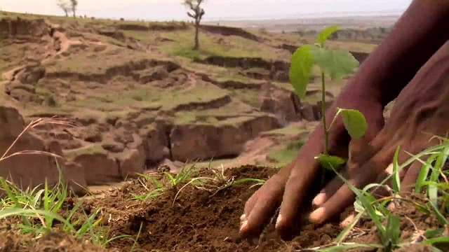 Afforestation