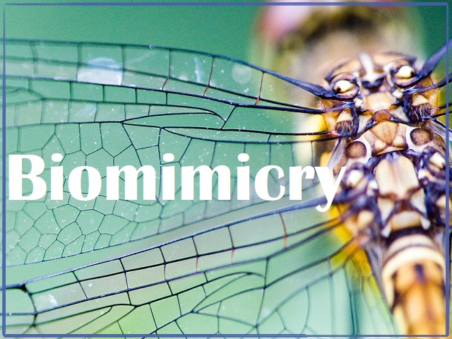 What is Biomimicry and why IIT-Madras is offering a course on it? 