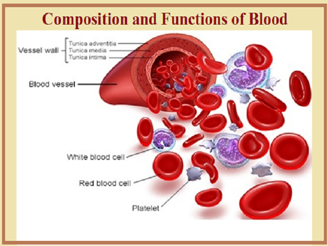 Composition and Functions of Blood
