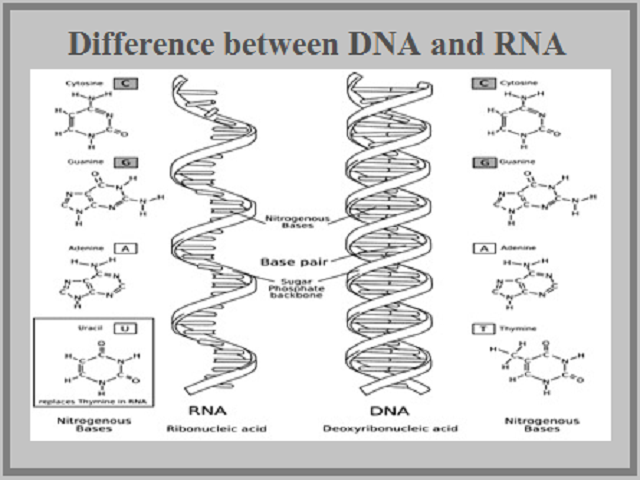 dna and rna structure