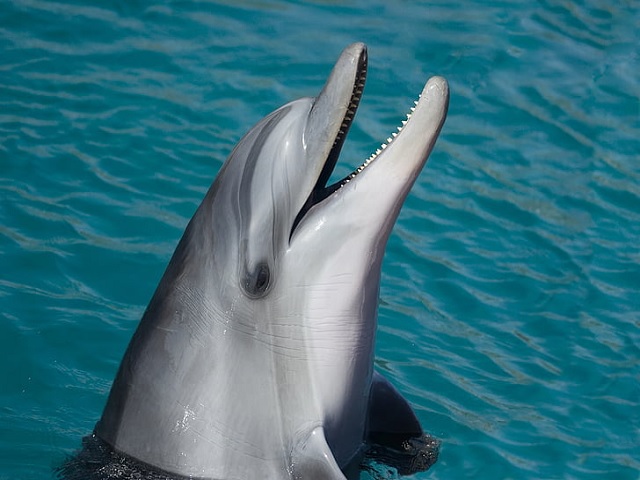 West Bengal set for Gangetic dolphin census