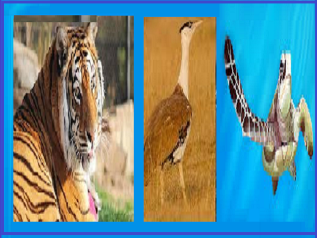 essay on endangered species in india in hindi