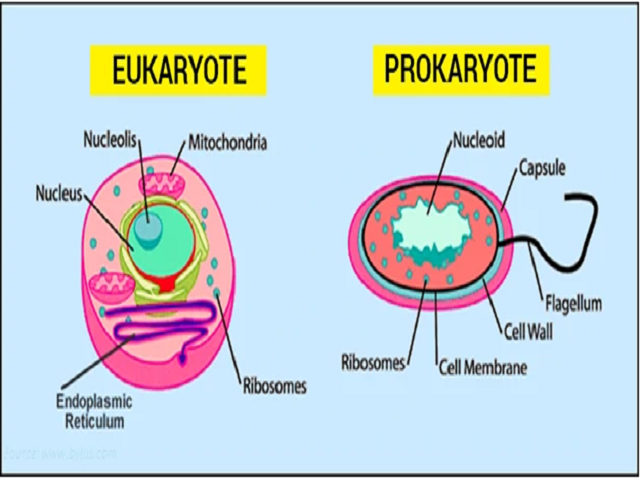 Prokaryote Vs Eukaryote Diagram