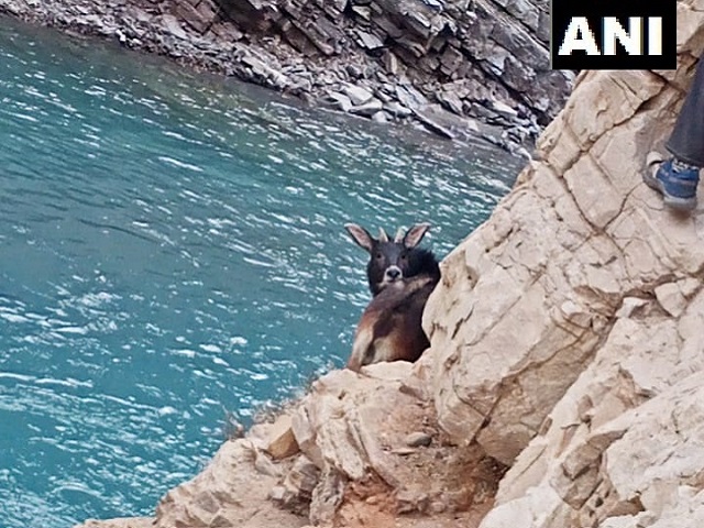 Extinct Himalayan Serow spotted in Spiti Valley