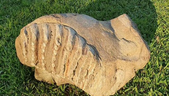 सहारनपुर के शिवालिक वन क्षेत्र से मिला विलुप्त हाथी का जीवाश्म, जानें विस्तार से