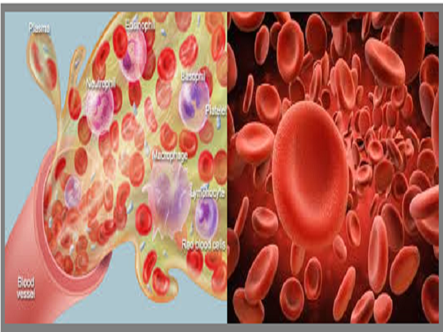 GK Quiz on Blood and composition
