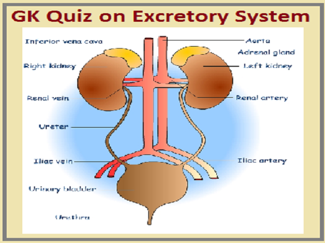 GK Quiz on Excretory System of Animals