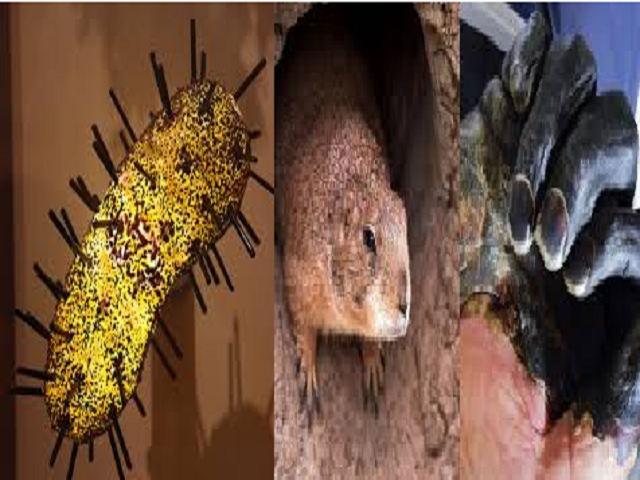 GK Questions and Answers on Plague