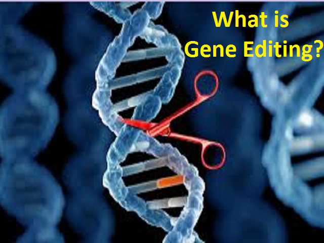 essay about gene editing