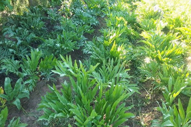 First Ever Heeng Cultivation Undertaken In Indias Lahaul Valley In Hindi