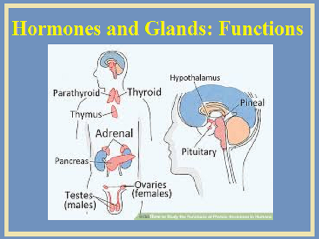 types of glands in human body