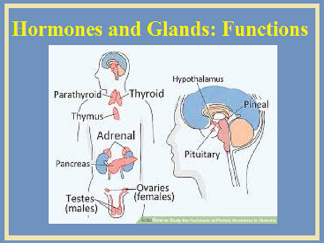 Glands and hormones in human body