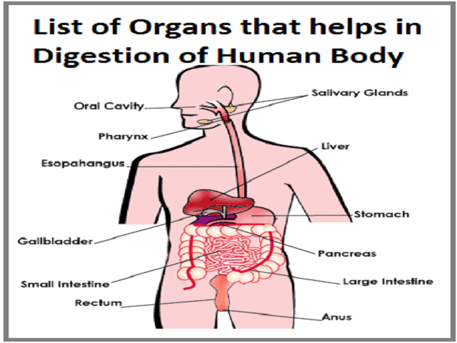 List Of Digestive System Ans Of Human Body