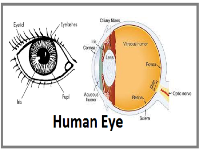 medaillewinnaar Winkelcentrum innovatie The Human Eye: Anatomy, Structure, Working, Function and Defects
