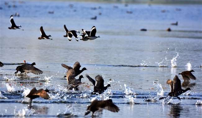 विलुप्त होने की कगार पर पक्षियों की कई प्रजातियां: रिपोर्ट