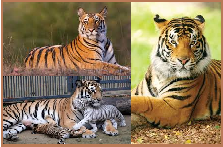 International Tiger Day 2022: Quotes, Messages, Slogans, Wishes,  Significance & other details