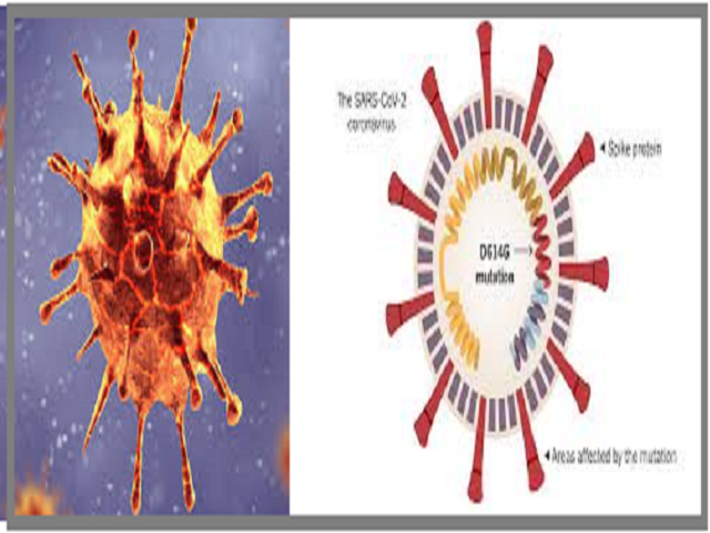 What is COVID-19 D614G Strain and Where it is found?