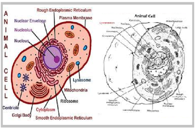 What would happen if nucleus is removed from the cell?