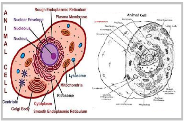 What Would Happen If Nucleus Is Removed From The Cell