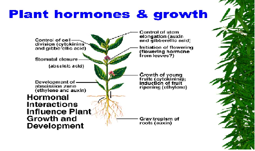 7. Understanding the Functions and Significance of Plant Hormones