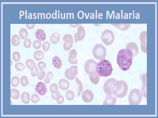 plasmodium vivax images