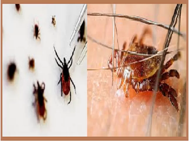टिक-बोर्न वायरस (Tick-Borne Virus) और इसके संक्रमण के लक्षण क्या हैं?