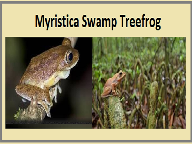 जानें Myristica Swamp Treefrog के बारे में 
