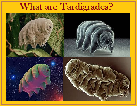What are Tardigrades and are they really polluting Moon?
