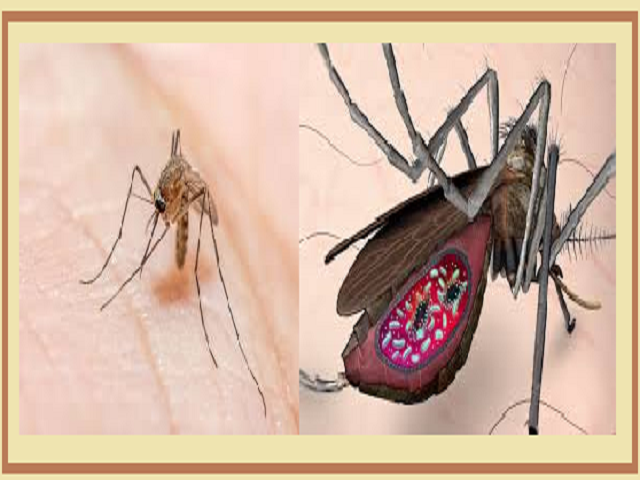 World Malaria Day 2020: वर्तमान थीम, इतिहास और महत्व