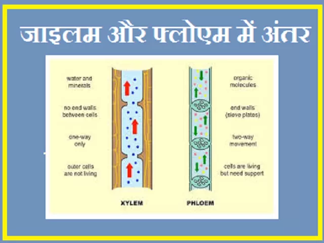 xylem essay in hindi