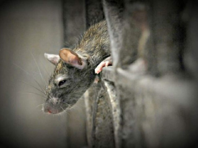 China’s Yunnan province gets confirmed case of Bubonic plague: What is bubonic plague and How is it caused?