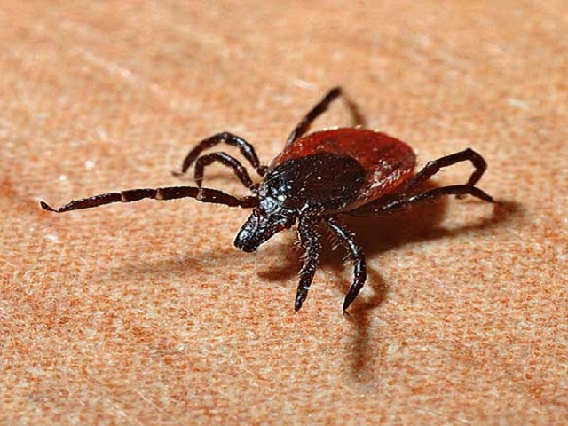 Maharashtra's Palghar district issues alert over Congo fever: What is Congo fever, symptoms, fatality rate!