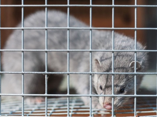 Denmark to kill all minks to stop spread of mutated coronavirus to humans