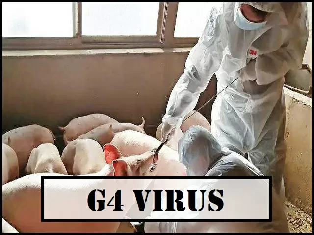 G4 EA H1N1: Novo vírus com potencial pandémico detetado na China