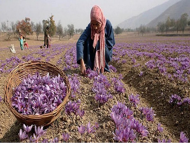 कश्मीरी केसर को GI टैग दिया गया: जानिये भौगोलिक संकेत (GI) टैग क्या होता है?