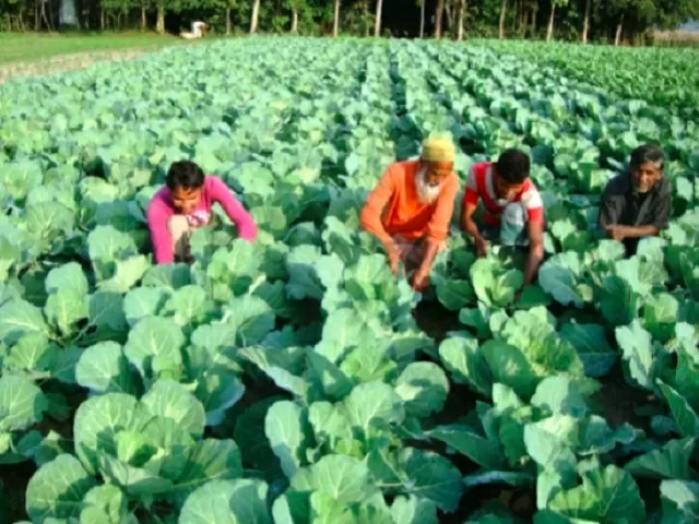 India ranks first in number of organic farmers, 9th in terms of area ...