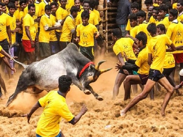 जल्लीकट्टू महोत्सव क्या है और कहाँ मनाया जाता है?