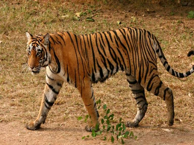 बाघ: भारत का राष्ट्रीय पशु