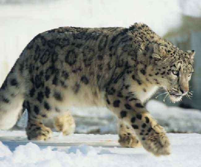 उत्तराखंड में हिम तेंदुआ संरक्षण केंद्र स्थापित होगा 