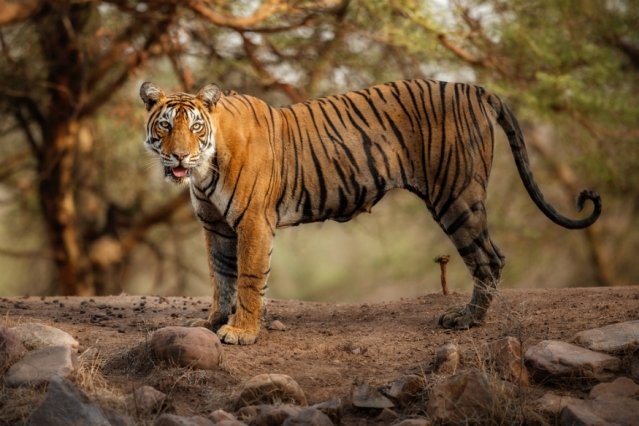 panna-tiger-reserve-gets-unesco-biosphere-reserve-status-in-hindi