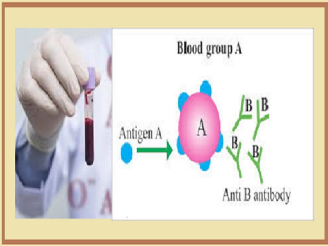 what-does-blood-group-type-a-mean