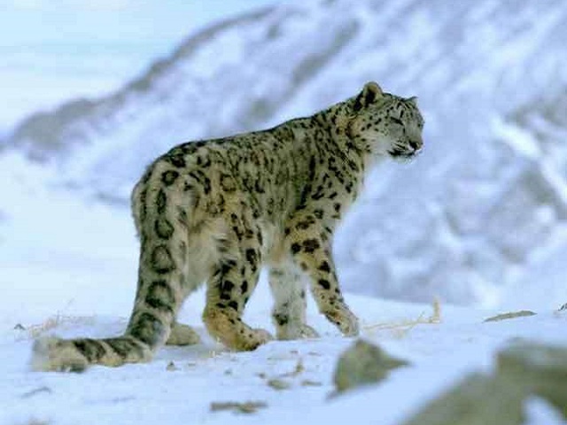 Uttarakhand to set up snow leopard conservation centre