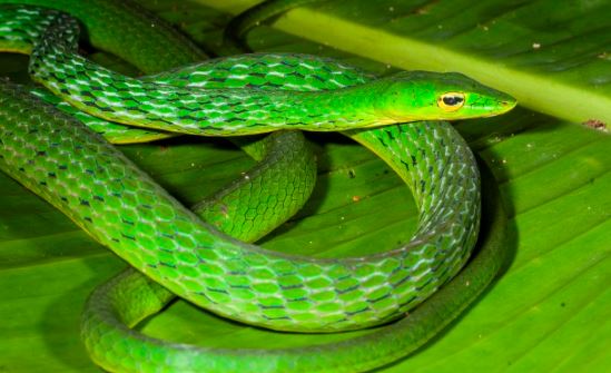 20 million-year-old species of Vine Snake found in India