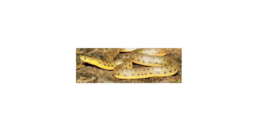 New species of non-venomous aquatic snake discovered in Western Ghats